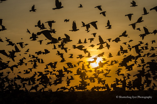 birds pigeons feeding morning dawn sunrise goldenhour silhouette flight orangesky marinabeach chennai
