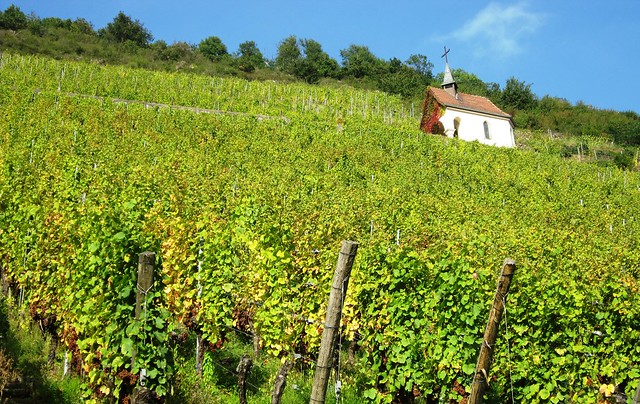 Route des vins, Alsace