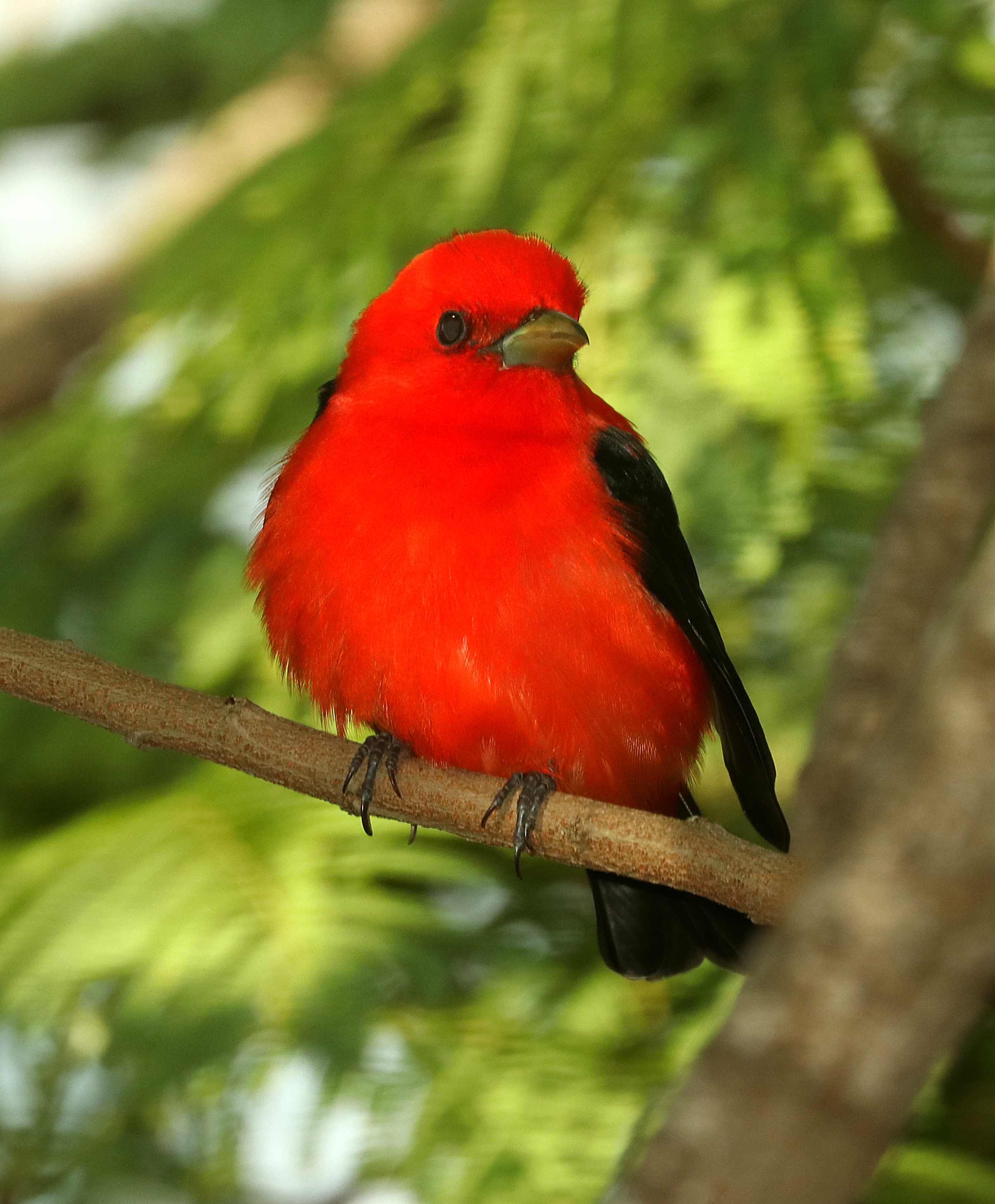 912 - SCARLET TANAGER (4-27-2019) convention center, south padre island, cameron co, tx -07