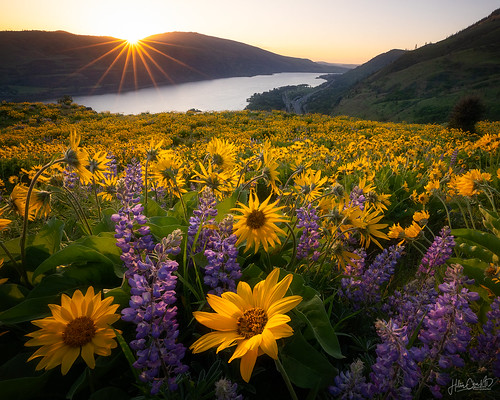 columbiarivergorge rowenacrest washingtonstate backlight balsamroot lupines spring sunrise sunstar wildflowers