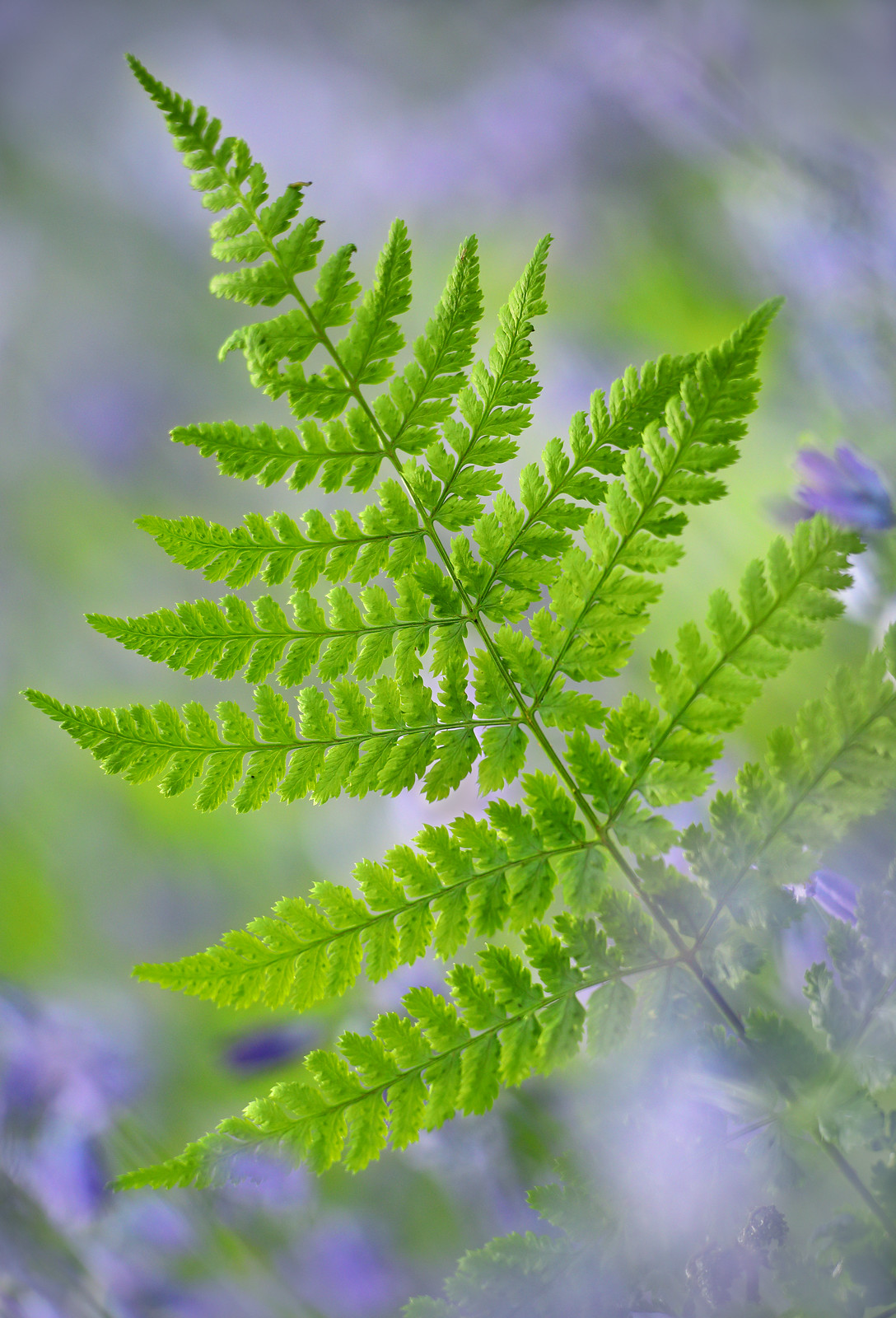 Fern and Bluebells, Abbots Wood