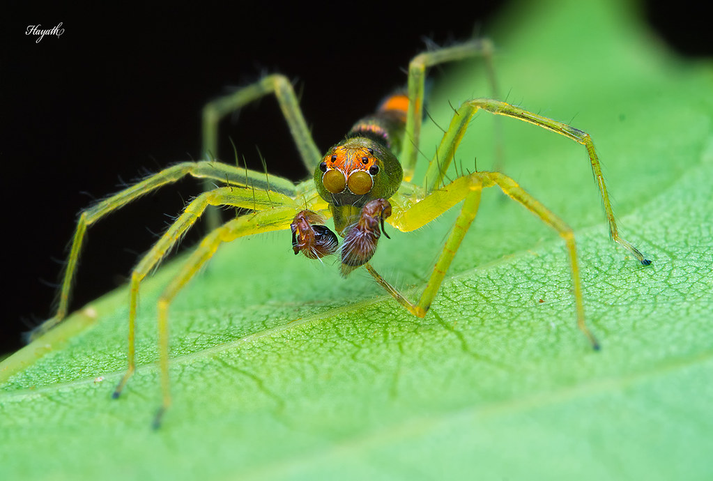 Asemonea jumping spider