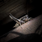Grasshopper on rusty iron #2-photo by Jonas Thorén