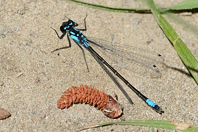 Zoniagrion exclamationis (Exclamation Damsel)
