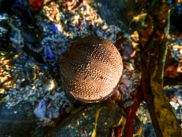 Sea urchin shell on shore