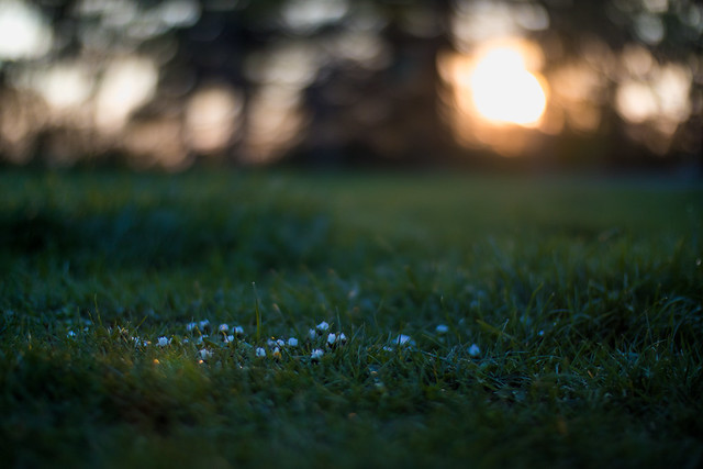 Small white flowers in the grass and sun glowing in the blurry background