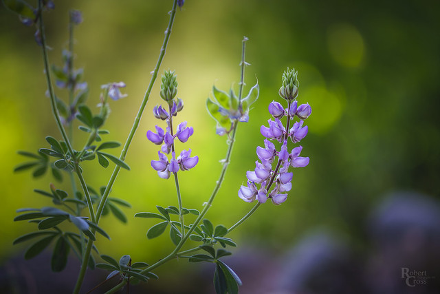 Lupine in the Light