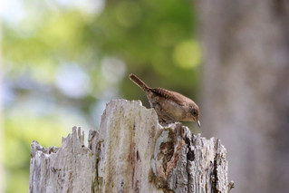 House Wren by Marty Calabrese