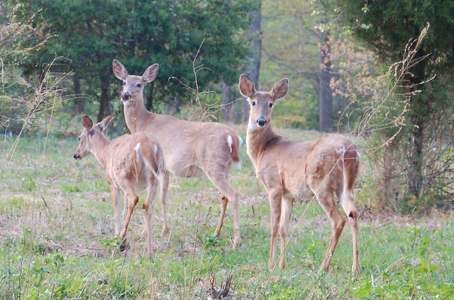 A deer family watches as hikers pass by on a trail at Westmoreland State Park, Virginia
