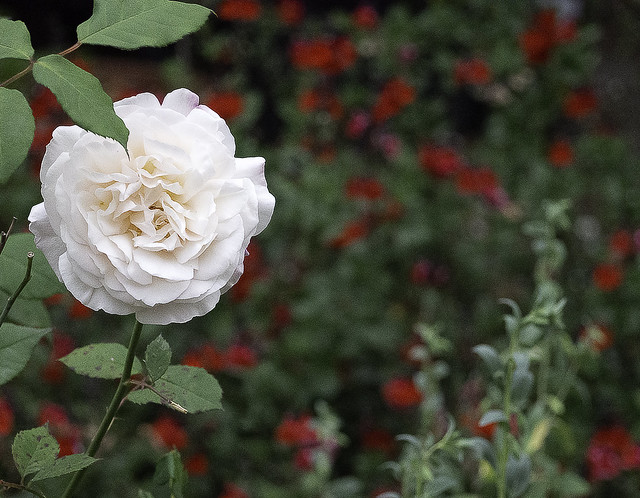 Rose and Salvia