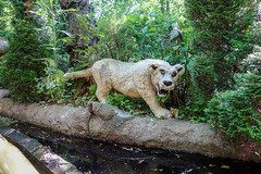 Photo 1 of 4 in the Jungle Safari gallery