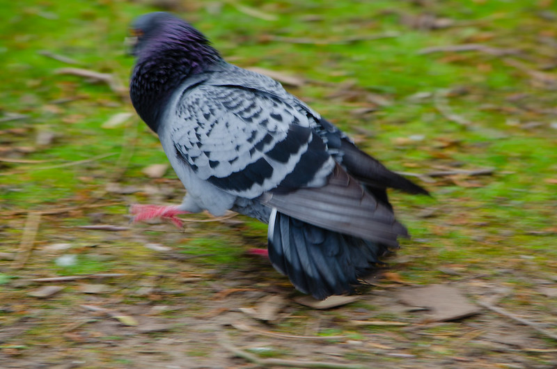 Pigeon courtship, West Park