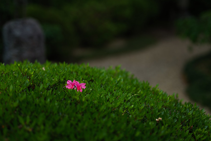 Japanese garden azaleas