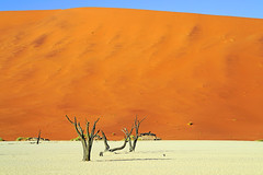 Huge dune over the dry trees, Deadvlei, Namibia