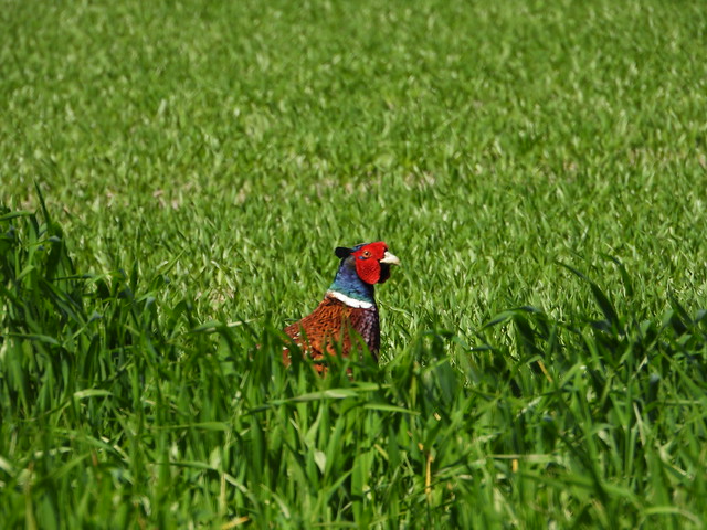 Pheasant peeking out