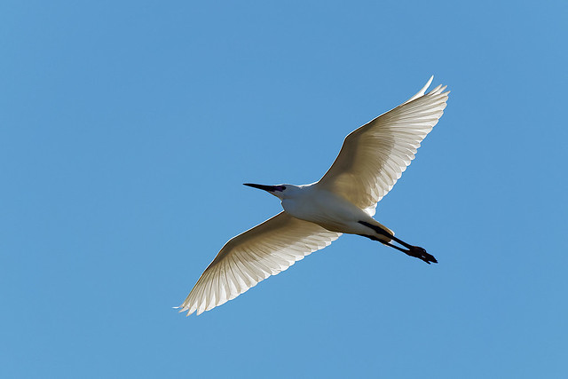 Martinet blanc - Garceta común -  Little egret - Egretta garzetta