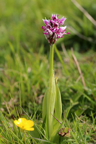 Monkey Orchid Orchis Simia