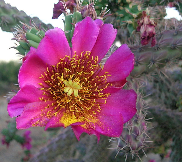Blossom of Staghorn Cholla Cactus (Cylindropuntia versicolor).