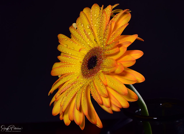 Orange and Yellow Tip Gerbera Daisy
