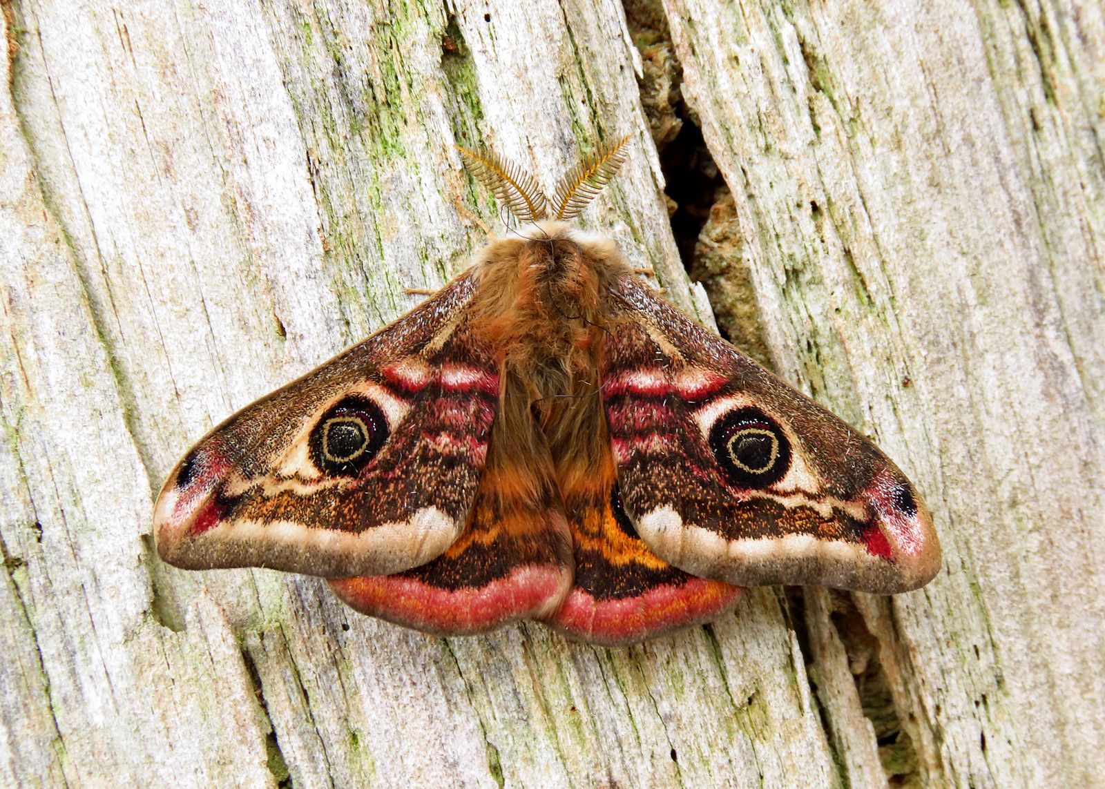 68.001 Emperor Moth - Saturnia pavonia