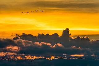 Flock Above the Clouds