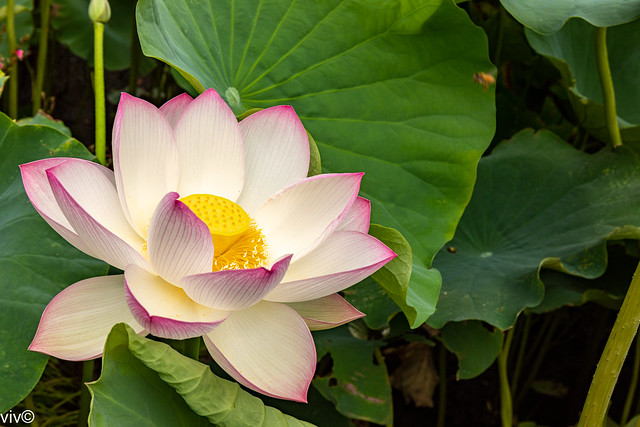 Pinkish white Lotus flower