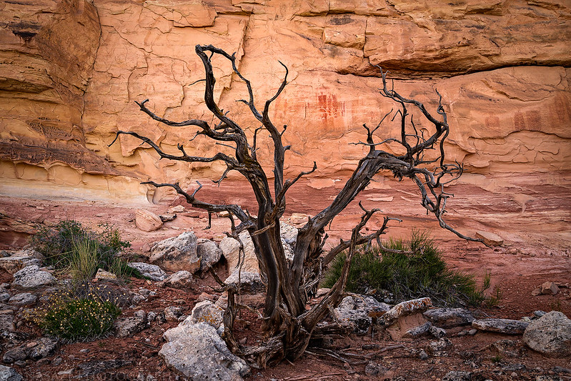 Barrier Canyon Style Pictographs