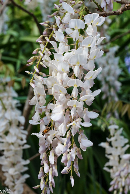 Spring white Wisteria and bee