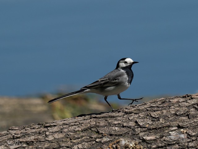 White-browed wagtail - Bachstelze