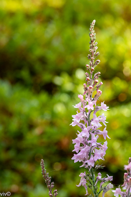 Purple Toadflax flowers in spring