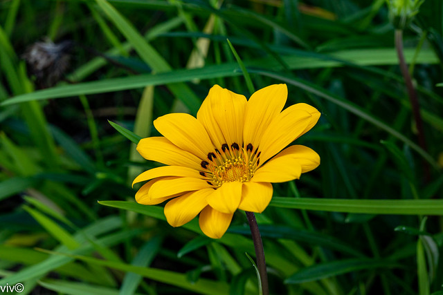 Striking yellow Gazania flower