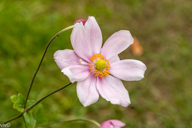 Colourful Japanese Anemone flower