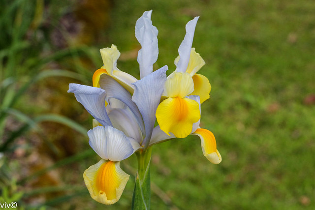 Colorful spring Iris