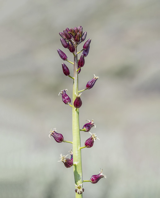 Heartleaf Jewelflower/Twistflower, Streptanthus cordatus