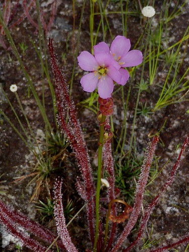 pink may carnivorous select listed damp