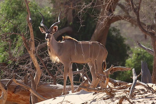 Greater Kudu in the Huab River in Damaraland in Namibia