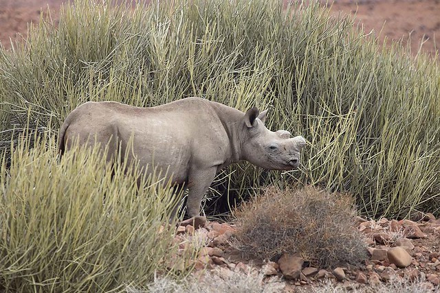 Black Rhino in Damaraland in Namibia