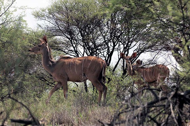 Greater Kudu in Daan Viljoen Game Reserve in Namibia
