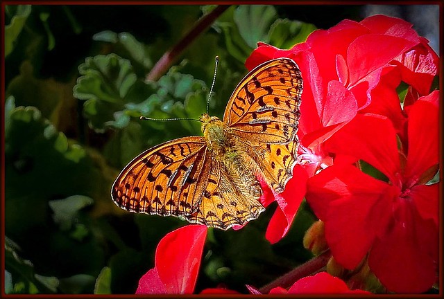 Pearly butterfly in geraniums