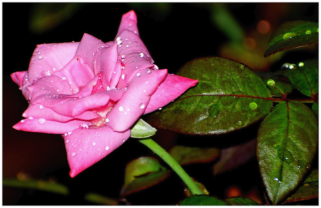 Pink Rose after an evening rain!!!