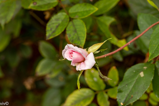 Pretty Classic Pink Rose bud unravelling in our garden
