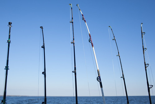 Striped bass fishing on the Chesapeake Bay | by chesbayprogram