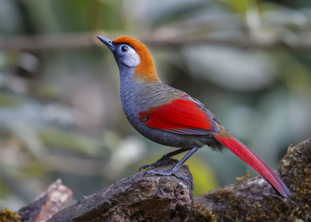 Red-tailed Laughingthrush - 紅尾噪鶥 | Khướu đuôi đỏ | Hanh Dung | Flickr