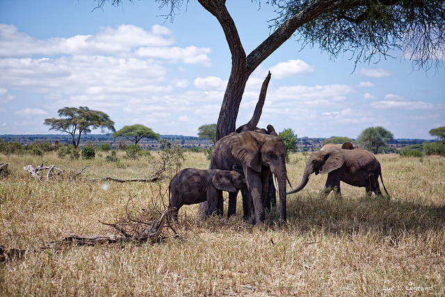 Wild Africa, Loxodonta, Afrikanischer Elephant, 象