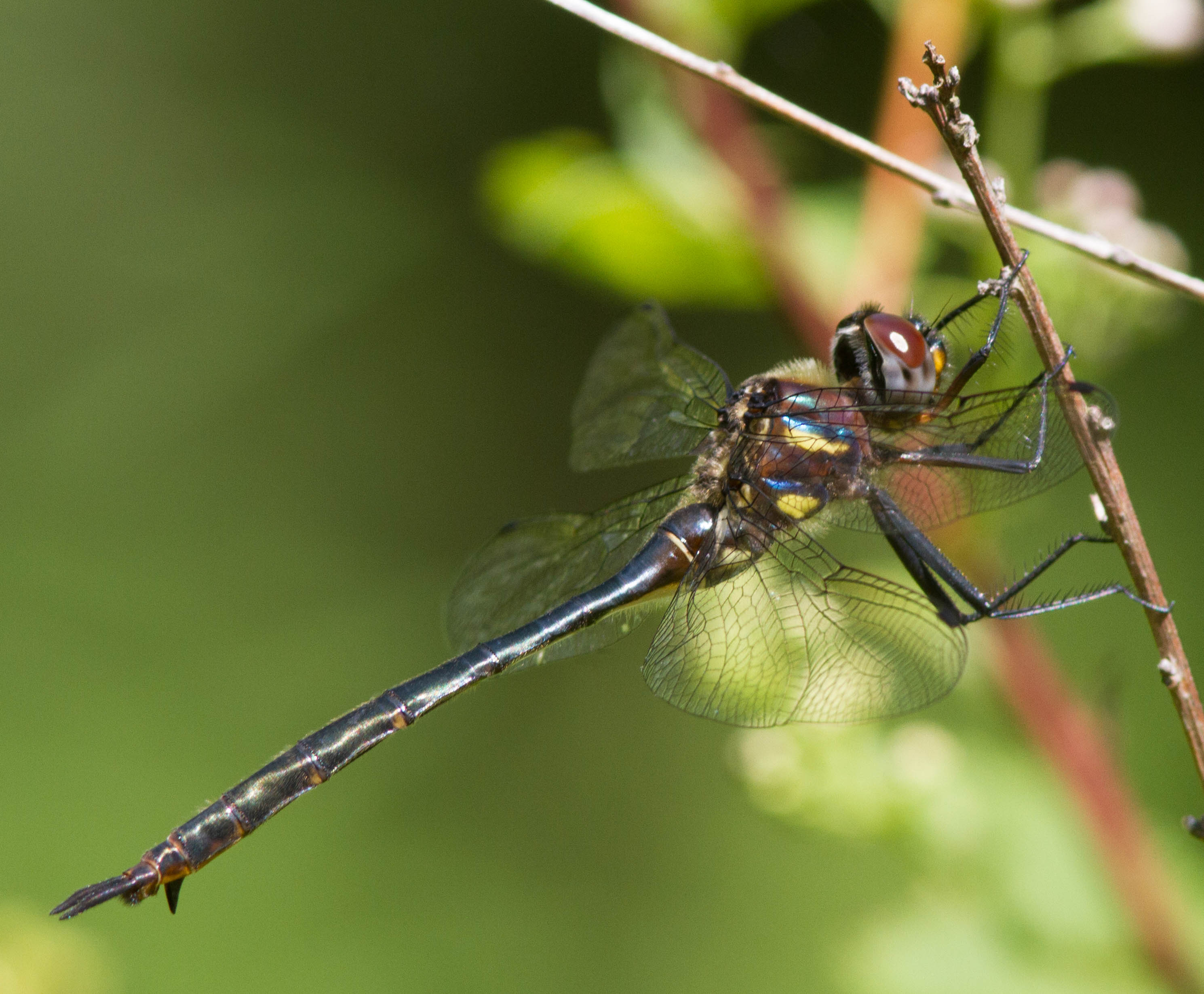 Clamp-tipped Emerald