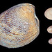 Flickr photo 'Acila castrensis size series' by: EcologyWA.