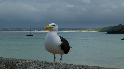 Greater black-backed gull, St Ives