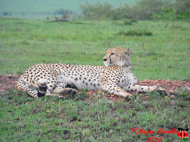 Cheetah In the Mara
