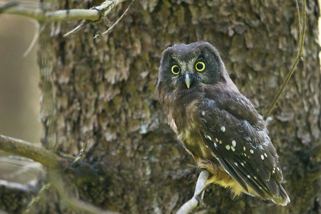 Boreal Owl (Aegolius funereus beickianus)