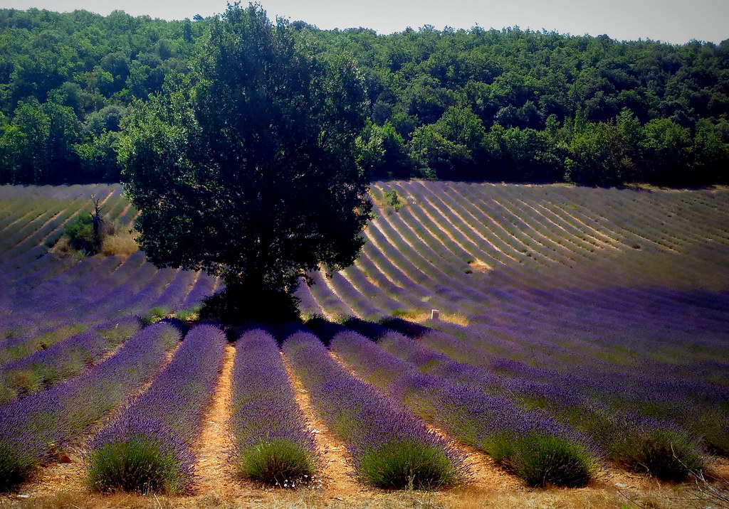 Provence- historical province of southeastern France